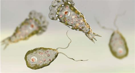 What is Naegleria fowleri?