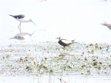 eBird Checklist - 19 Aug 2023 - 余杭南湖 (South Lake, Yuhang) - 38 species ...