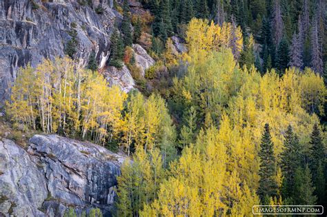 Aspen Shelf | Bear Lake | Images of Rocky Mountain National Park