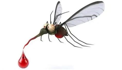 哪3类人最吸引蚊子 被蚊子叮咬后怎么止痒防感染 _八宝网