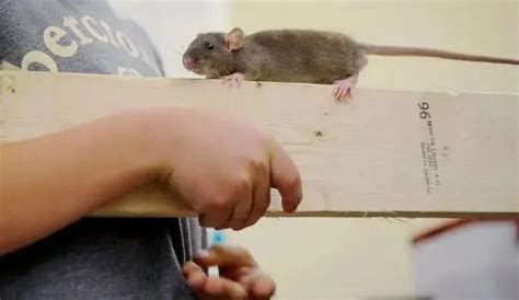 不止“死亡10万人”刷屏，美国多地街头惊现成群老鼠，原因与疫情有关！