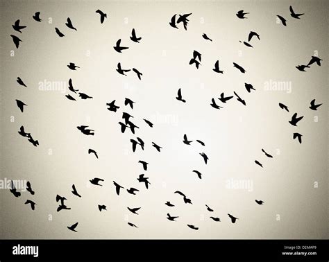 flock of crows flying Stock Photo - Alamy