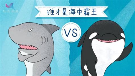 虎鲸和大白鲨谁更厉害?虎鲸更厉害(体型略大)_奇趣解密网