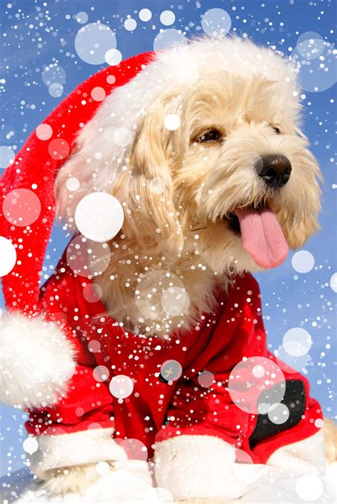 圣诞节的宠物图片-圣诞节狗狗素材-高清图片-摄影照片-寻图免费打包下载