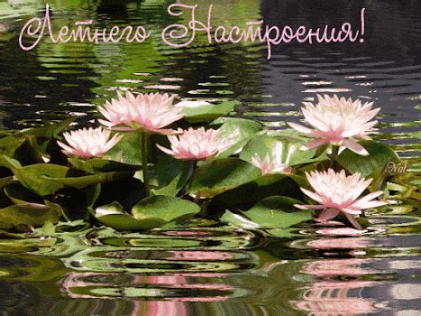 Летнего настроения! | Открытки, Лето