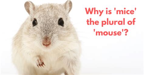 What Is The Correct Plural Form Of A Computer Mouse at Nick Mendoza blog