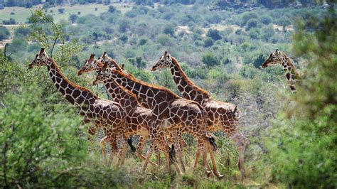Group Of Giraffes