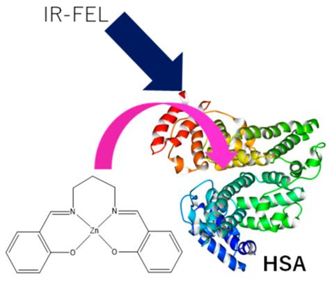 Degradation of Human Serum Albumin by Infrared Free Electron Laser ...
