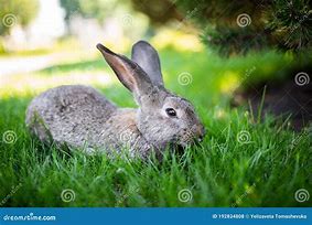 Image result for Grey Bunny Ears