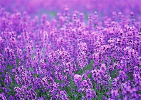 Lavender Purple Flower Desktop Wallpapers - Top Free Lavender Purple ...