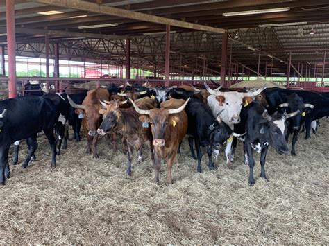 75+ Bred Corriente Cows - Texas