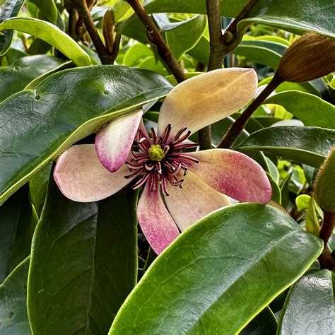Magnolia figo ‘Stellar Ruby’ PP29778 | Piedmont Carolina Nursery