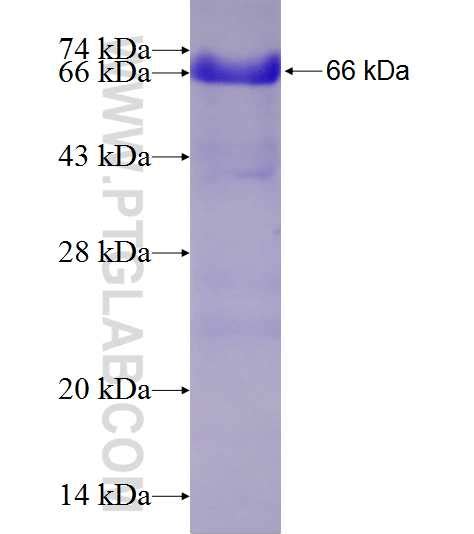 PAF1 Fusion Protein Ag7212 | Proteintech