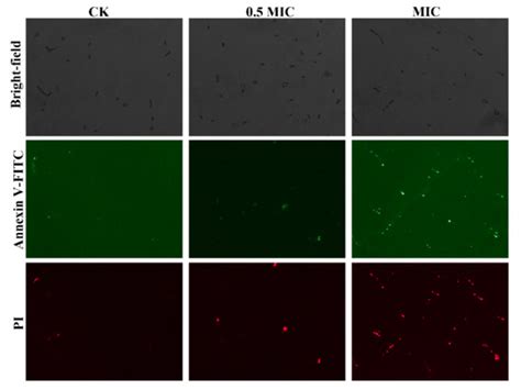 β-Carboline Alkaloids from Peganum harmala Inhibit Fusarium oxysporum ...