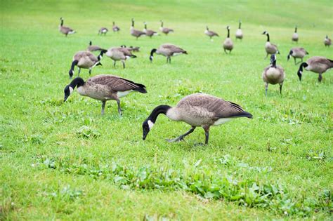 Different types of geese found in Bangladesh | Download Table