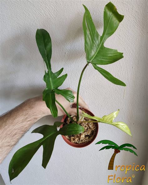 Philodendron Florida Ghost - Tropica Flora