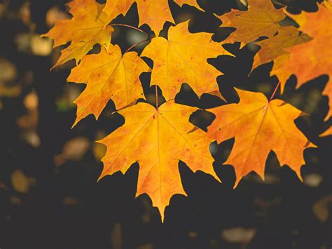 Image result for Maple Tree Identification