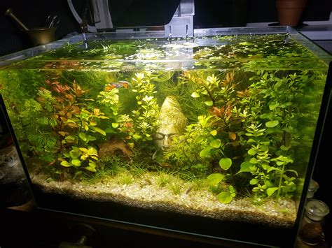 Self Sustaining Ecosystem Aquarium