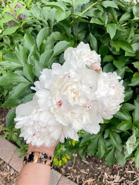 Things to Do in Arlington, VA: Bon Air Rose Garden | Stripes and Whimsy