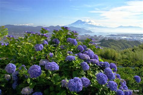 富士山 的图像结果