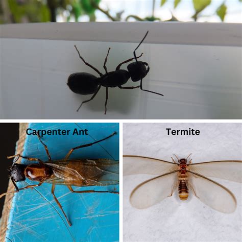 Winged Carpenter Ants Identification