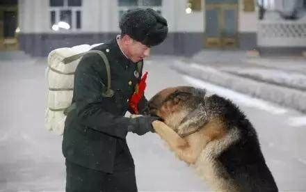 中国警犬的一生，看了都忍不住落泪_训导员