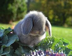 Image result for Cute Gray Baby Bunnies