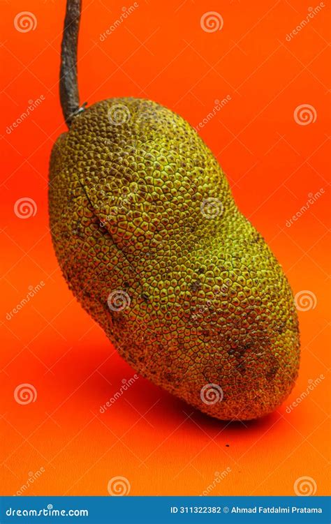 Cempedak or Artocarpus Integer Isolated on Orange Background. Stock Photo - Image of delicious ...
