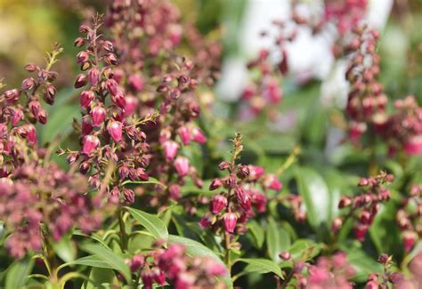 26 Best Deer-Resistant Shrubs for Landscaping and Gardens