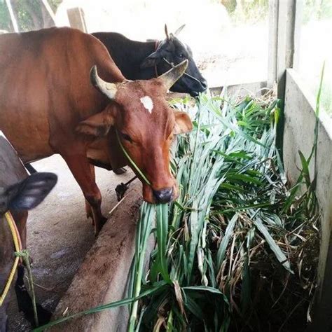 Cow Fodder 的图像结果