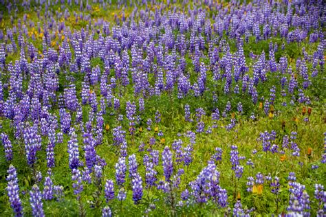 Purple Wildflowers Free Stock Photo - Public Domain Pictures