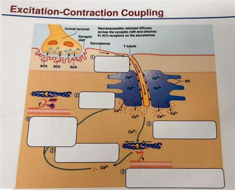 Image result for Excitation-Contraction Coupling Process