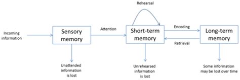 Image result for Transactive Memory Quizlet