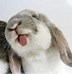 Image result for Cute Pet Bunny