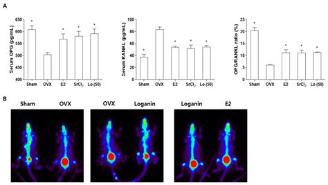 Effects of Loganin on Bone Formation and Resorption In Vitro and In Vivo