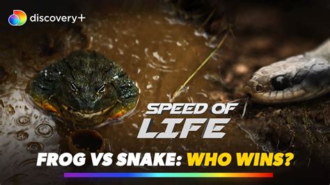 Image result for Python vs Frog