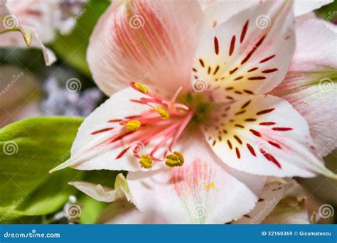 White Stargazer Lily stock image. Image of flora, macro - 32160369