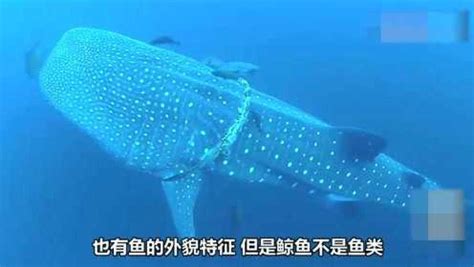 世界上最大的鱼是什么？体型巨大，不是鲸鱼！