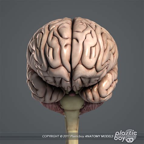 3d medically human brain model