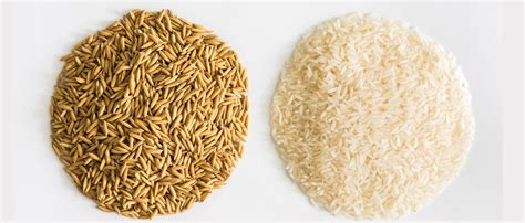 The Original Kurnool Sona Masoori Rice – 10kg | Vedanta NextZen ...
