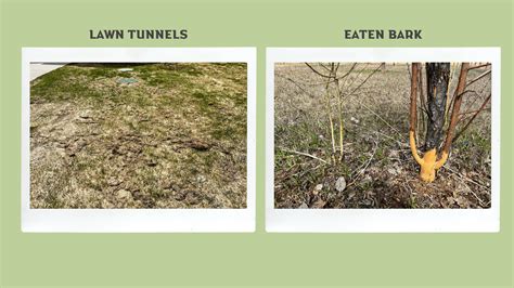 How Do I Get Rid of Voles? - Yard Guard Lawn and Tree Care