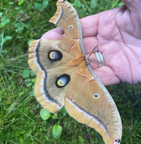 Polyphemus White Mountains, New Hampshire Antheraea Polyphemus