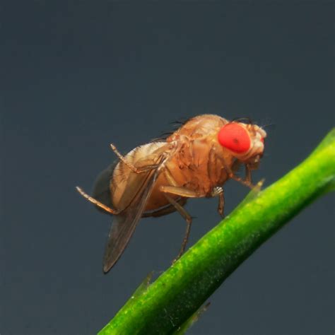 Fruit Flies Life Cycle