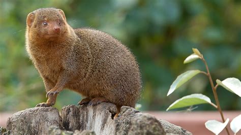 World of Mongoose: Breeds, Behavior, Characteristics, Diet and Beyond