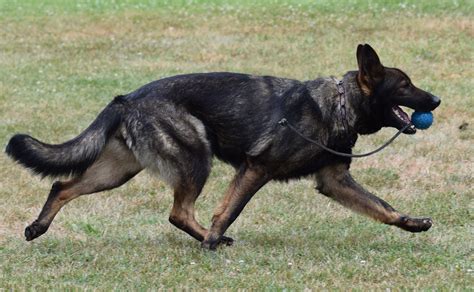 DDR/German Shepherd-Females | JustK9s