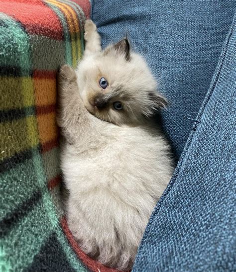 Persian x Siamese x Himalayan Kitten - Pet Finder Philippines - Buy and ...