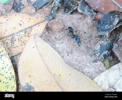 African stink ant (Paltothyreus tarsatus Stock Photo - Alamy