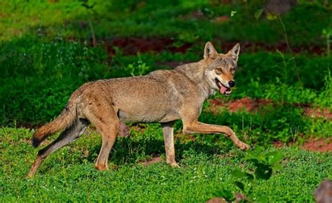 Indian Grey Wolf Conservation - UPSC Insight