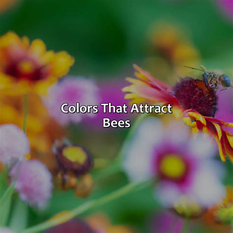 What Color Attracts Bees - colorscombo.com
