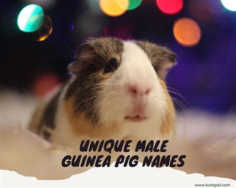 Names For Guinea Pigs Male Black And White at Timothy Mears blog